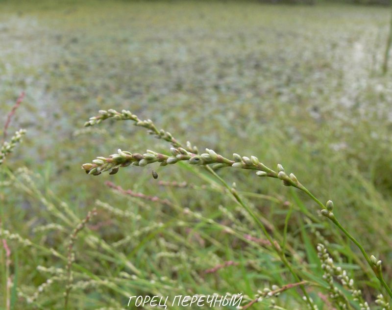 Водяной перец (Polygonum hydropiper)15