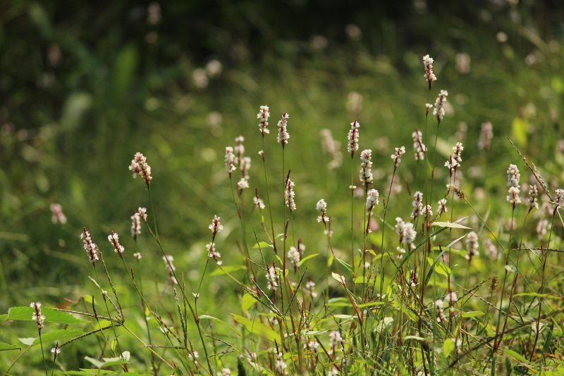 Горец перечный Persicaria hydropiper