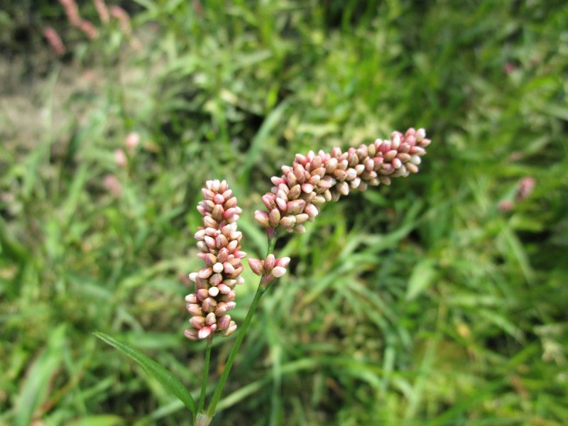 Горец почечуйный (Polygonum Persicaria)