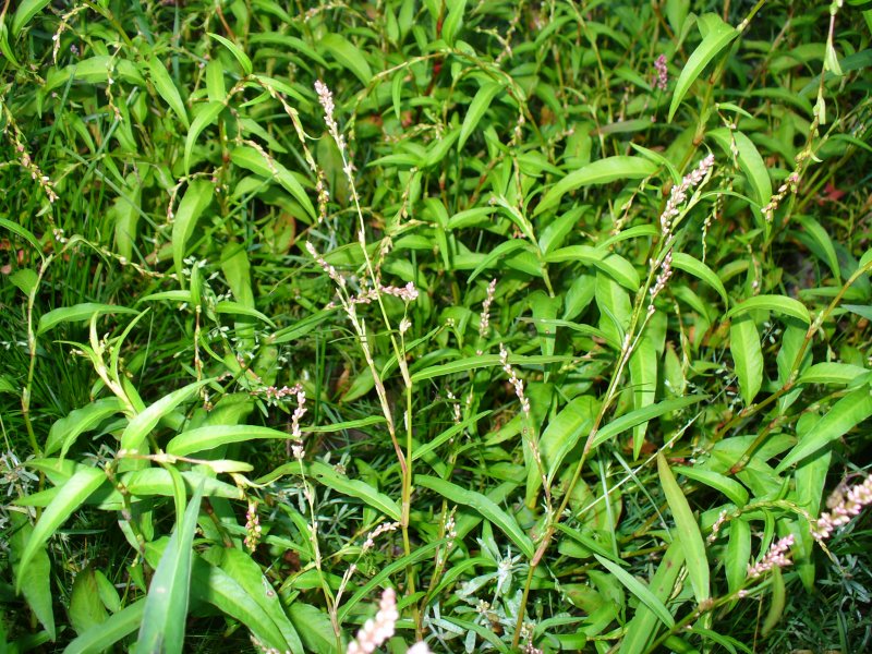 Polygonum Persicaria