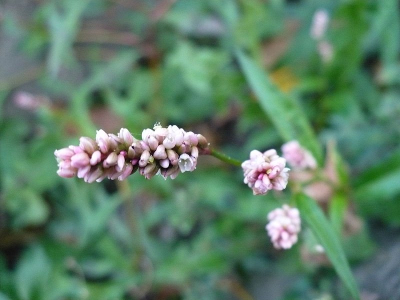 Polygonaceae гречишные