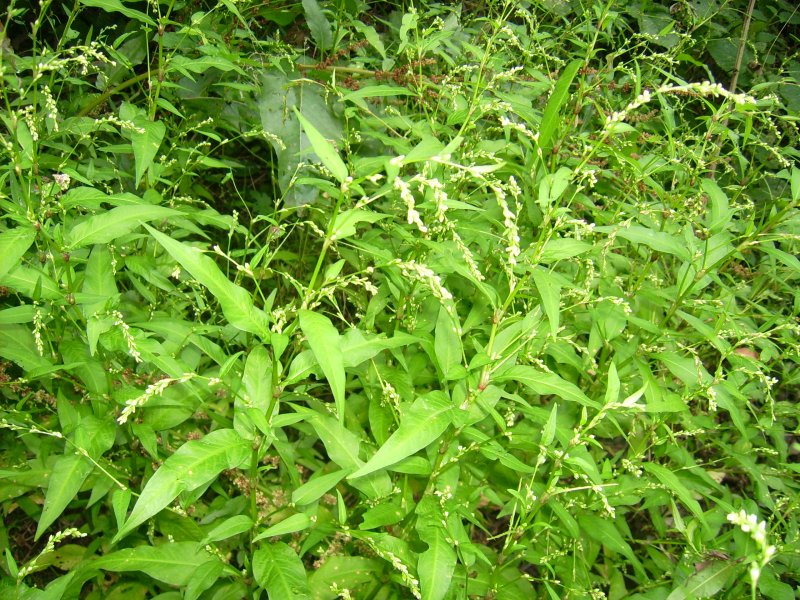 Водяной перец (Polygonum hydropiper)