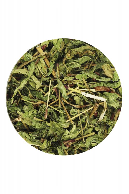 Горец, гречишка (Polygonum)