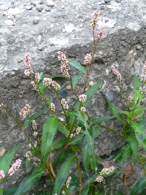 Polygonum Persicaria