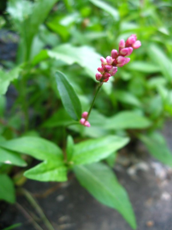 Горец перечный - Polygonum hydropiper