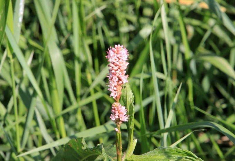 Горец щавелелистный - Persicaria lapathifolia