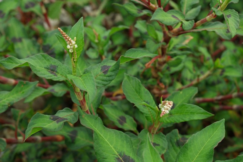 Persicaria Minor