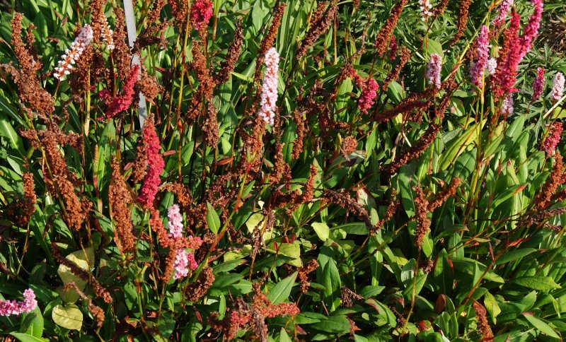 Горец перечный Persicaria hydropiper