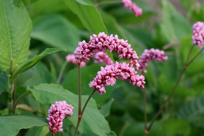 Горец щавелелистный - Persicaria lapathifolia