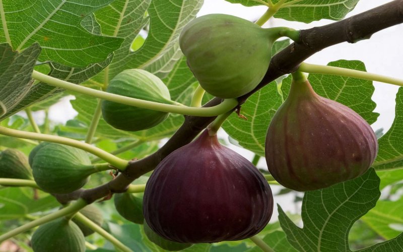 Фѝкус Карика, инжир – Ficus carica