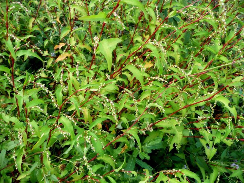 Горец шероховатый (Polygonum scabrum),