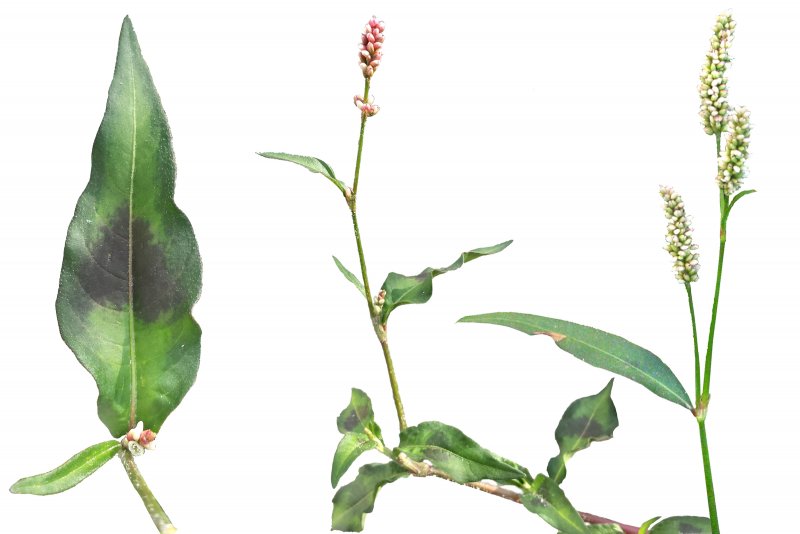 Persicaria hydropiper