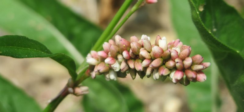 Горец Persicaria filiformis