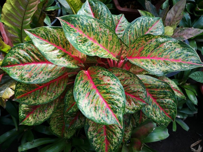 Аглаонема Расписная Aglaonema pictum