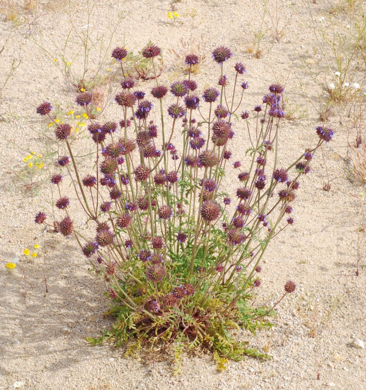 Растения Salvia hispanica,