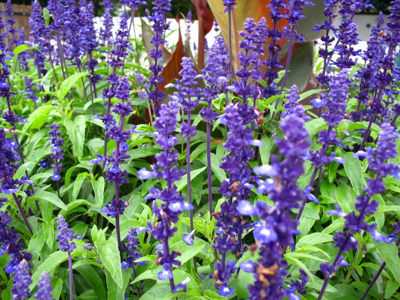Salvia hispanica семена