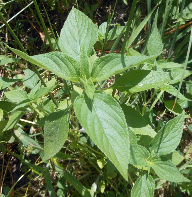 Растения Salvia hispanica,