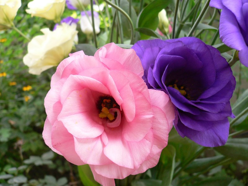 Lisianthus цветок