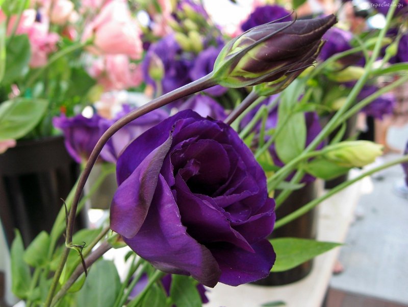 Эустома (Lisianthus)