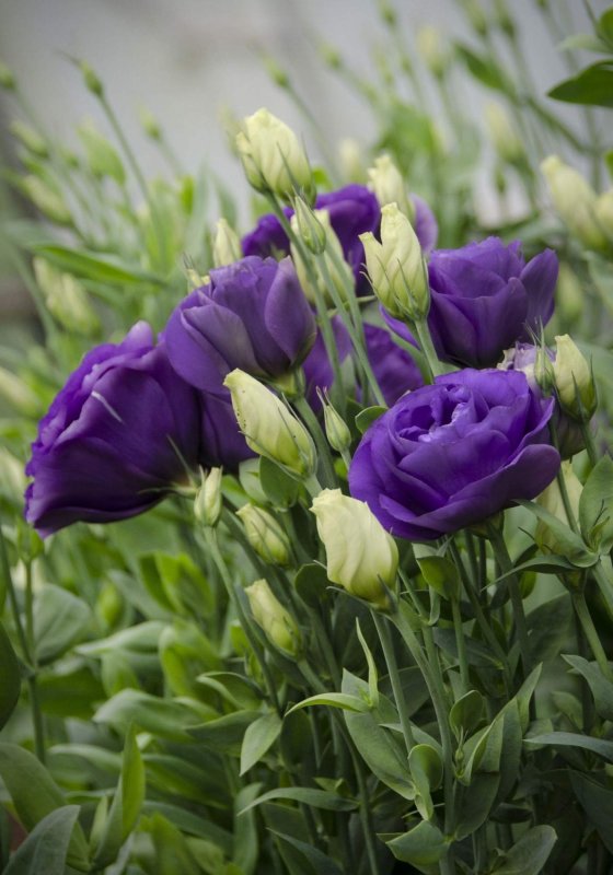 Эустома (Lisianthus)