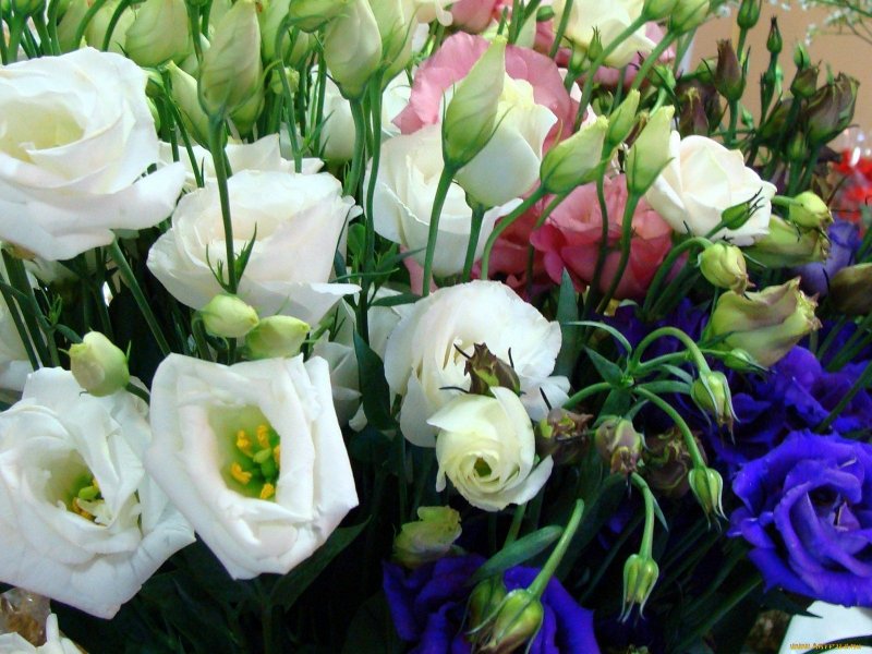 Эустома (Lisianthus)
