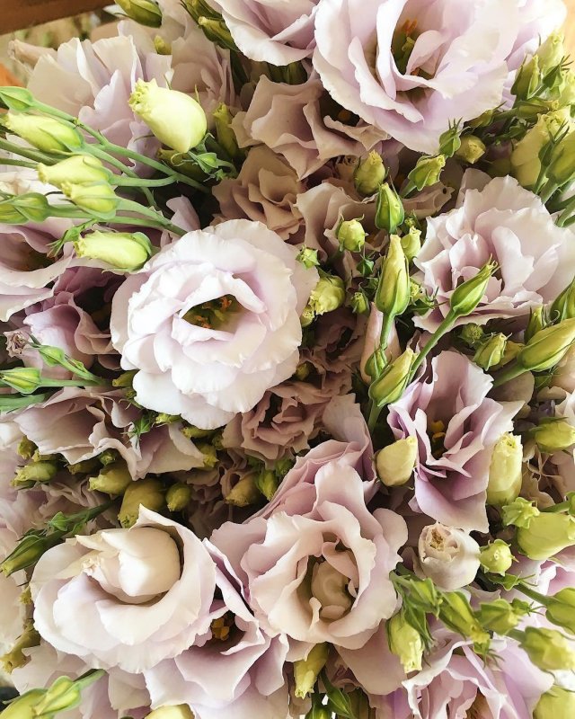 Eustoma цветок