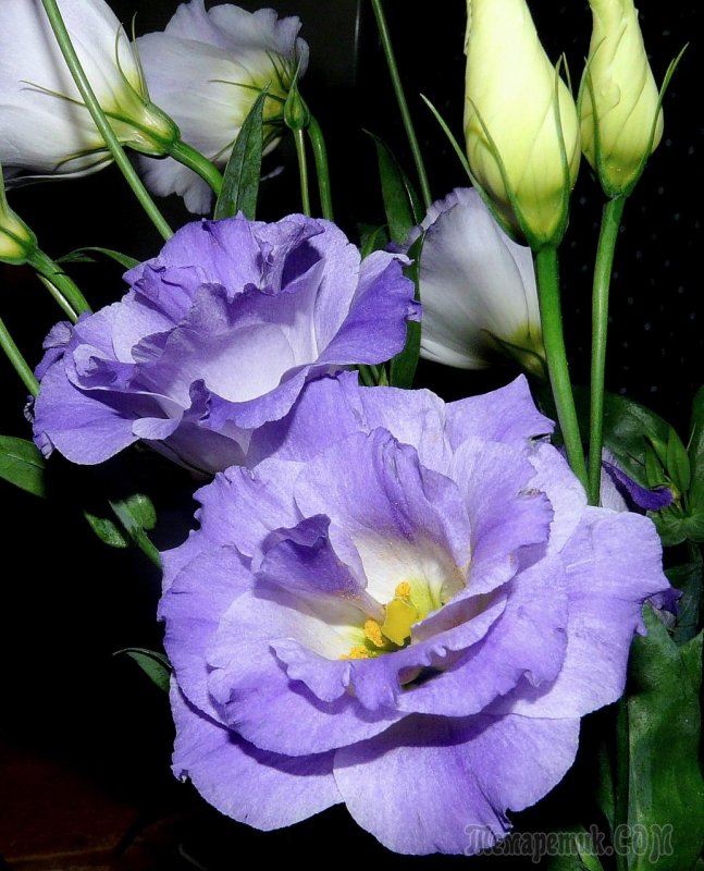 Эустома (Lisianthus)