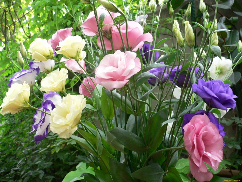Эустома (Lisianthus)