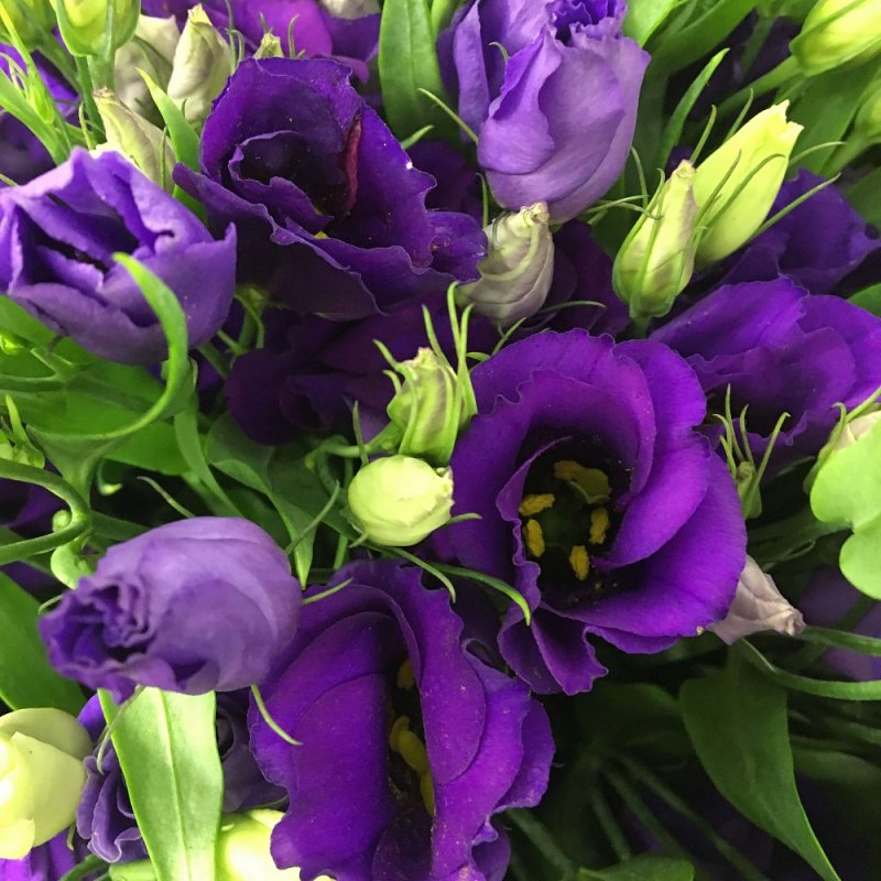 Эустома (Lisianthus)
