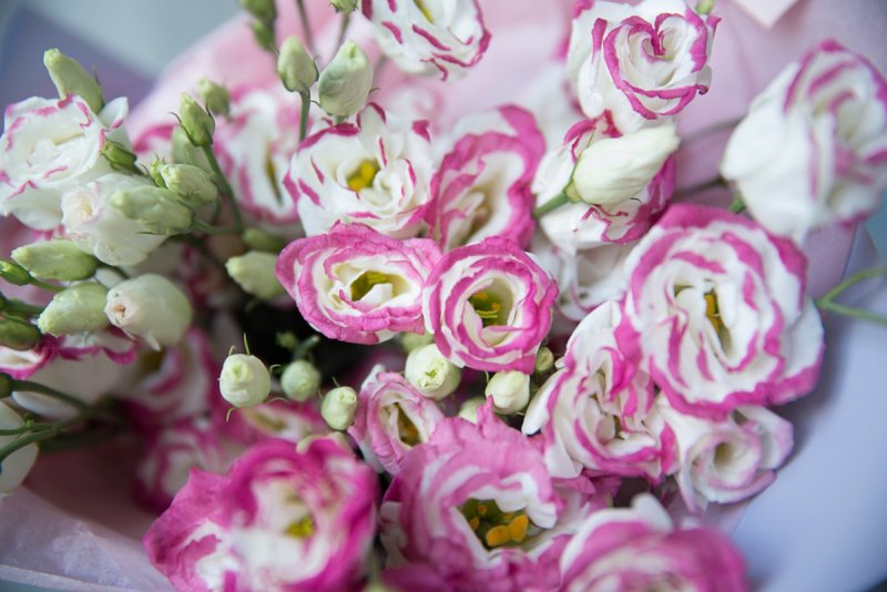 Эустома (Lisianthus)