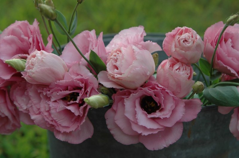 Эустома (Lisianthus)