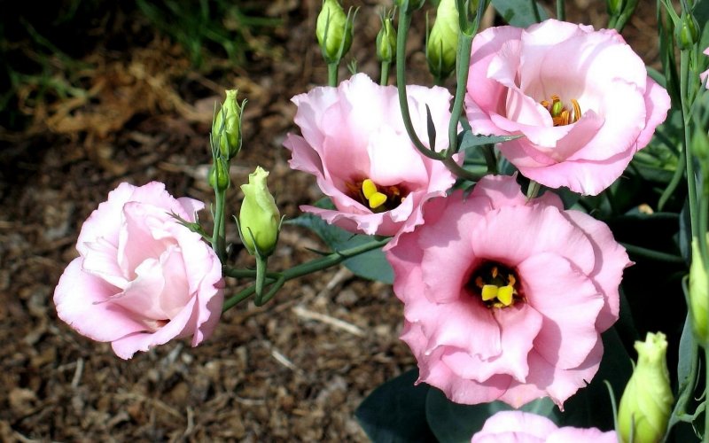 Eustoma цветок