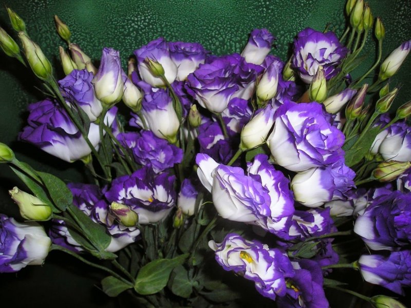 Эустома (Lisianthus)