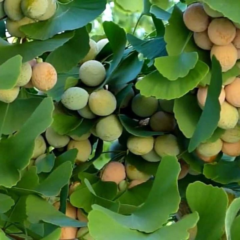 Гинкго двулопастный (Ginkgo Biloba)