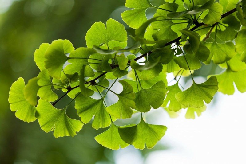 Гинкго двулопастный (Ginkgo Biloba)