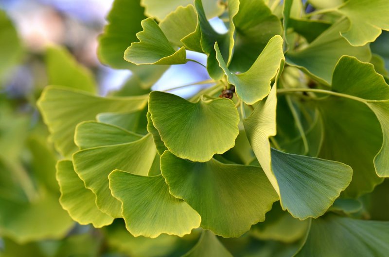 Гинкго билоба "Ginkgo Biloba"