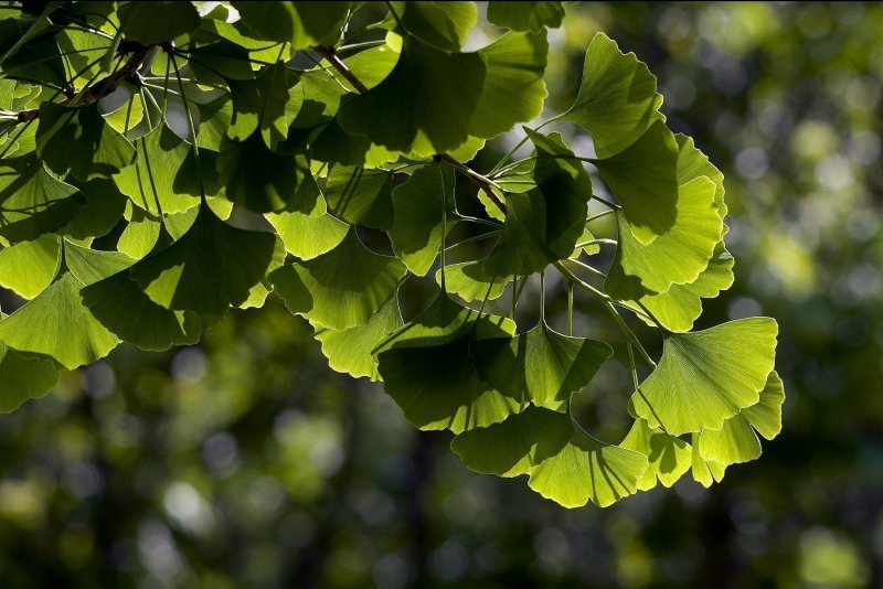 Гинкго двулопастный (Ginkgo Biloba)