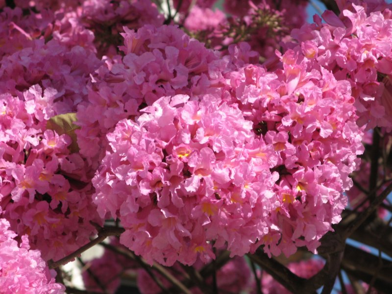 Табебуйя розовый Лапачо Tabebuia avellanedae муравьиное дерево