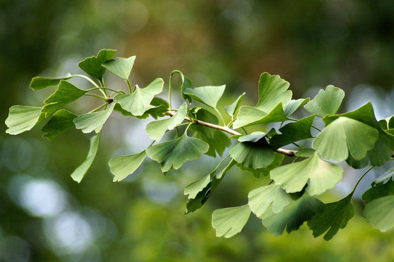 Гинкго билоба "Ginkgo Biloba"