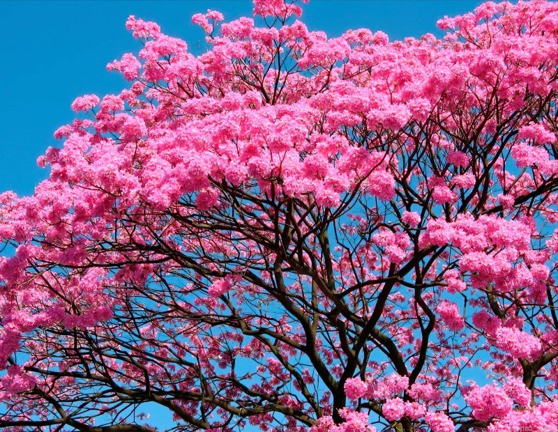 Муравьиное дерево (Tabebuia impetiginosa)табебуйя
