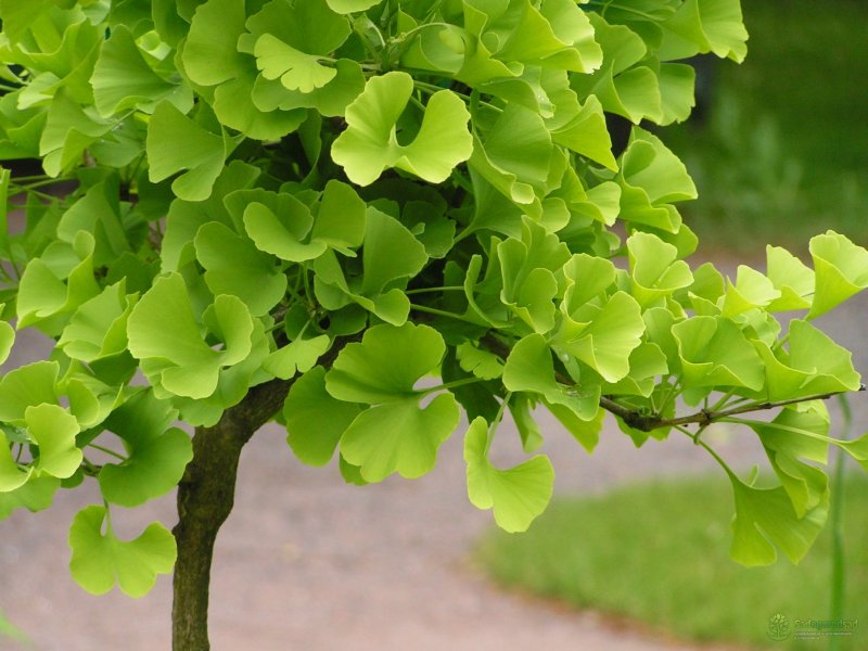 Гинкго билоба двулопастный Ginkgo Biloba