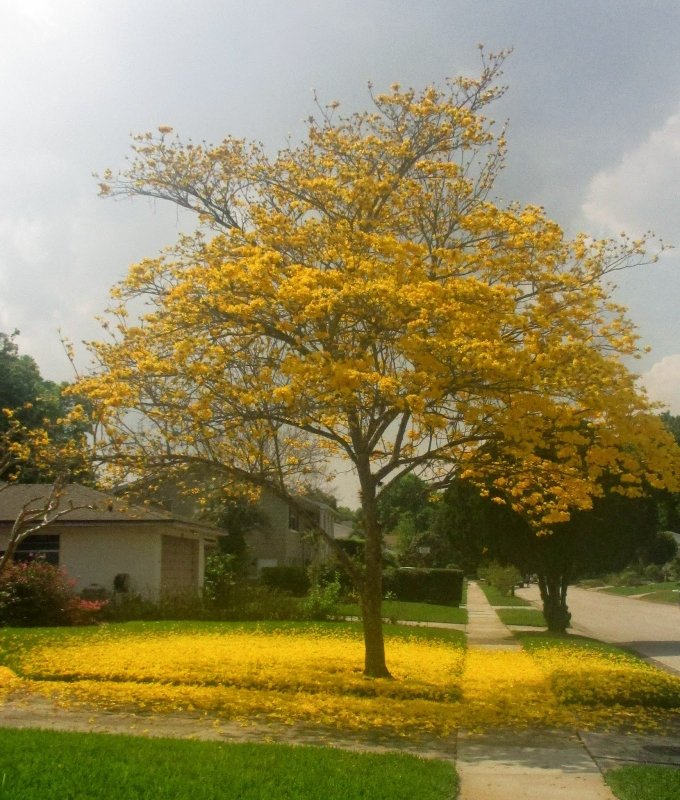 Муравьиное дерево (Tabebuia impetiginosa)табебуйя