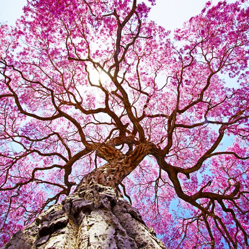 Муравьиное дерево (Tabebuia impetiginosa)табебуйя