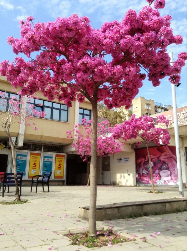 Муравьиное дерево (Tabebuia impetiginosa)табебуйя