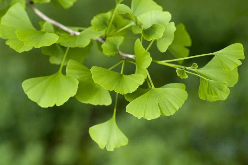 Гинкго билоба "Ginkgo Biloba"