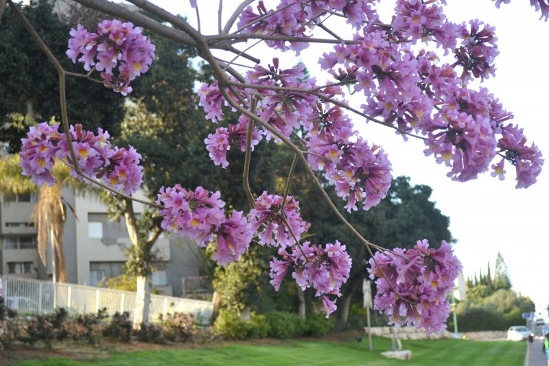 Табебуйя розовый Лапачо Tabebuia avellanedae муравьиное дерево