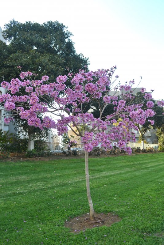 Табебуйя розовая (Tabebuia rosea)