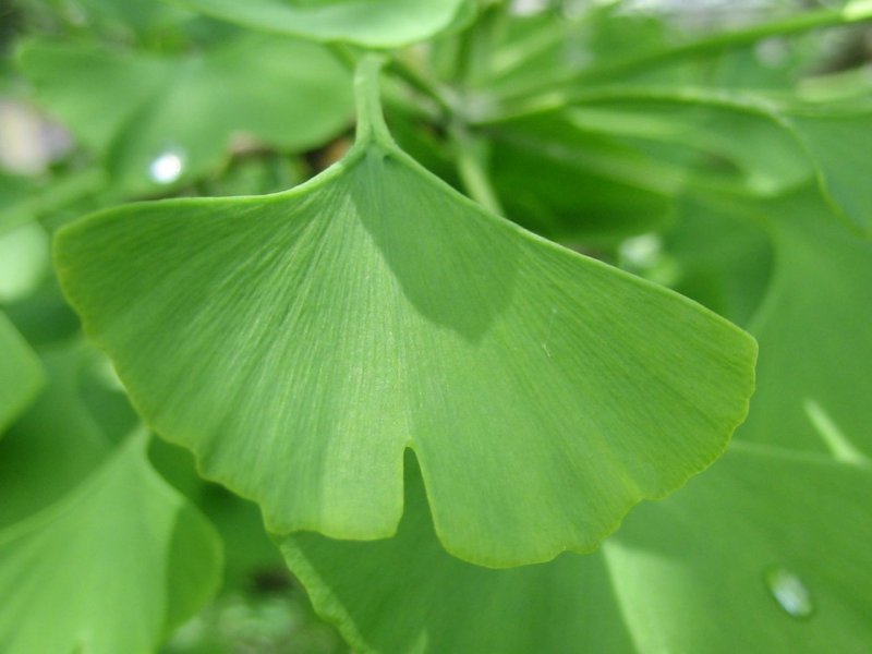 Гинкго двулопастный (Ginkgo Biloba)