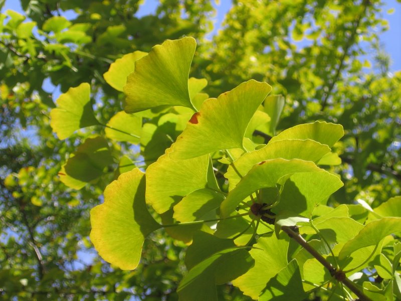Гинкго двулопастное (Ginkgo Biloba)