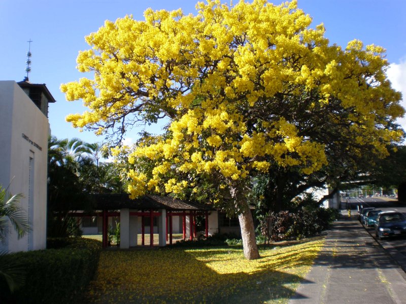 Handroanthus impetiginosus